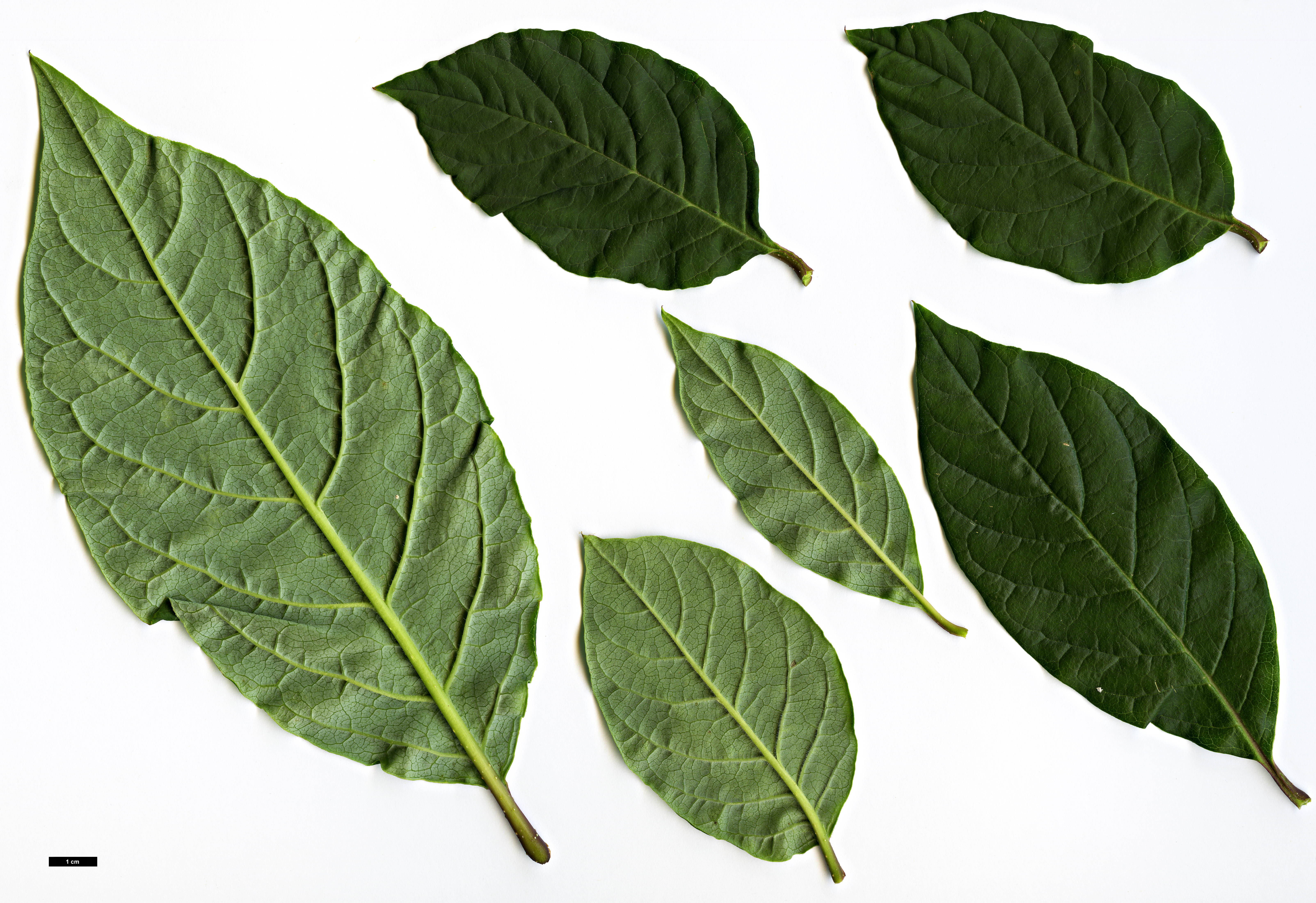 High resolution image: Family: Oleaceae - Genus: Syringa - Taxon: villosa - SpeciesSub: subsp. wolfii